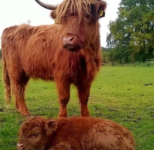 Bed and Breakfast Bed En Boterham Hoeve Boord Ven